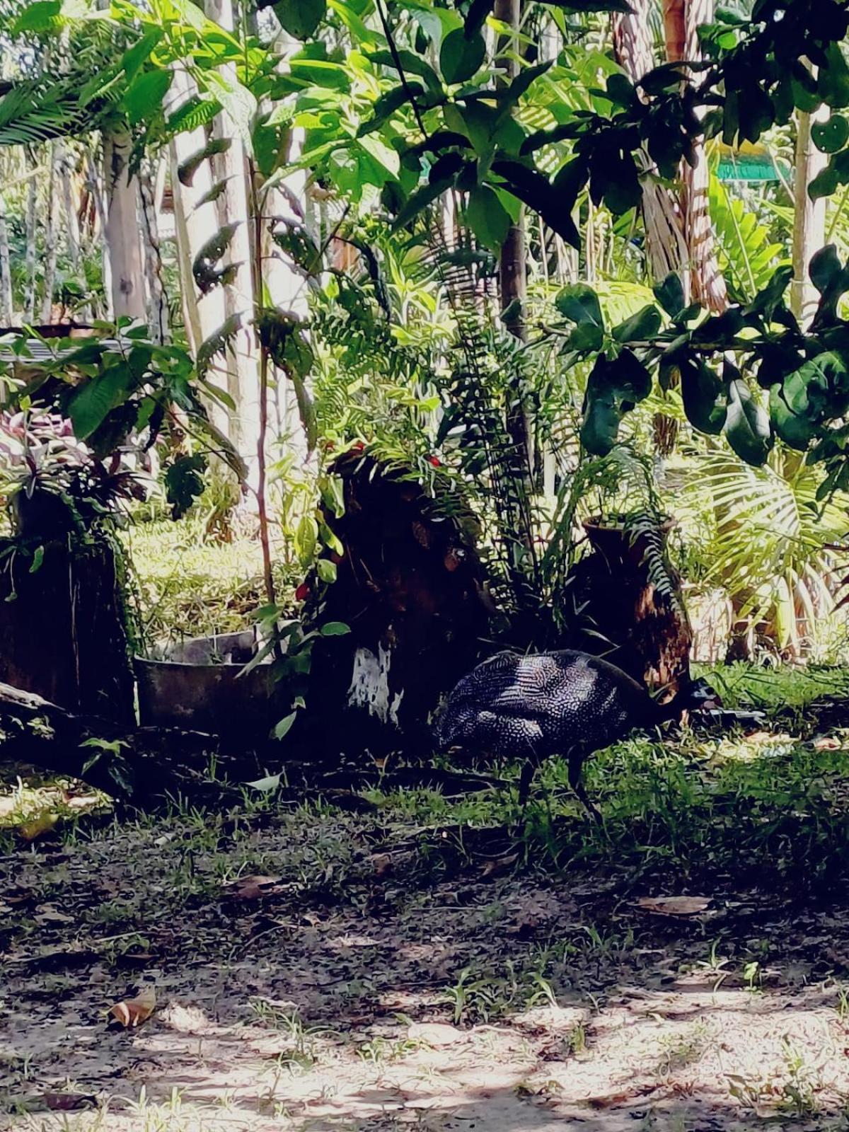 Eco Sitio O Labirinto Do Fauno Hotel Mosqueiro  Luaran gambar